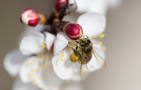 bee on a flower in the nature. macroの写真素材