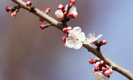 flowers on the tree against the blue skyの写真素材
