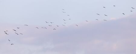 a flock of seagulls in the sky at sunsetの写真素材
