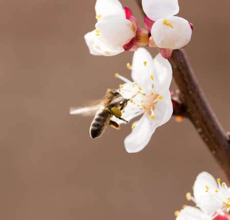 bee on a flower in the nature. macro