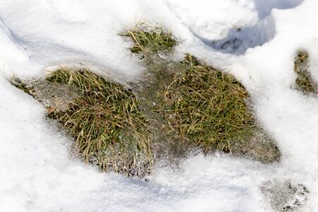 Grass in the snow in the winterの写真素材