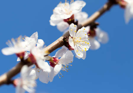 flowers on the tree against the blue skyの写真素材