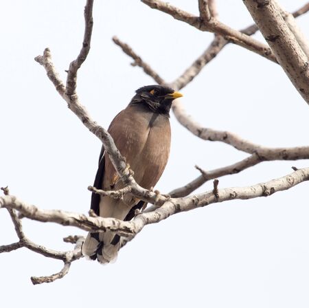 Indian starling on tree in natureの写真素材