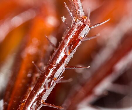 foot cockroach with spikes. super macroの写真素材