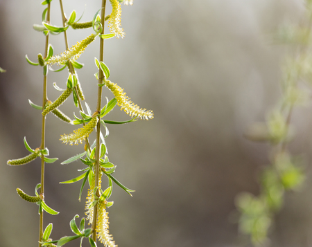willow tree in bloom on nature