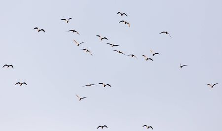 a flock of seagulls in the sky at sunsetの写真素材