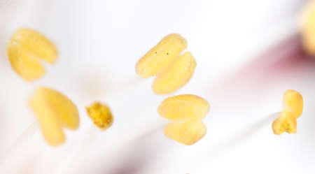 yellow pollen in a white flower. macroの写真素材
