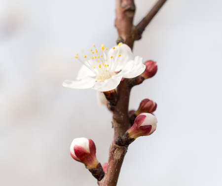 apricot flowers on a tree in natureの写真素材