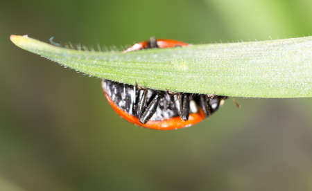 ladybug on grass in nature. macro