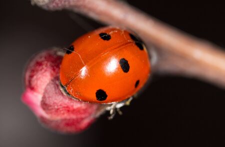 ladybug on a flower. macroの写真素材