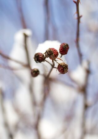 snow on the wild rose winterの写真素材