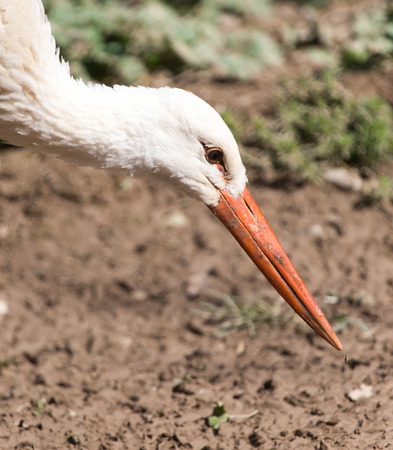 Stork in nature in zooの写真素材