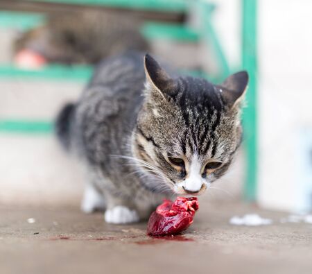 cat eats red meat in natureの写真素材