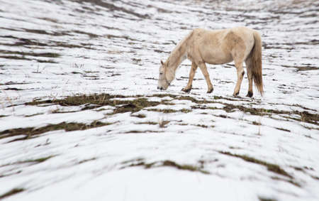 a horse in a pasture in winterの写真素材