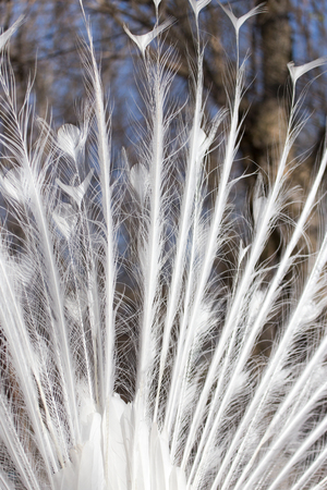 white peacock feathers as a backgroundの写真素材