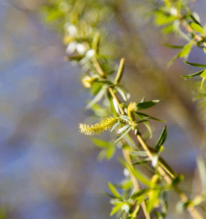 flowers on the tree in nature willow