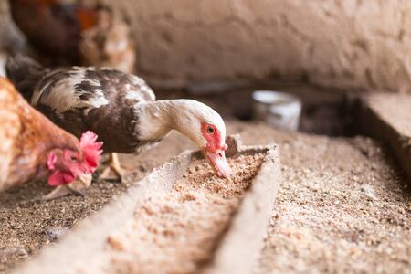 Goose on the farm, Campingの写真素材