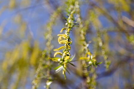 flowers on the tree in nature willow