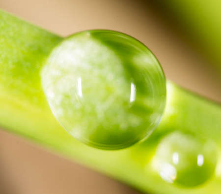 drops of dew on the grass. macro