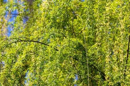 flowers on the tree spring willowの写真素材