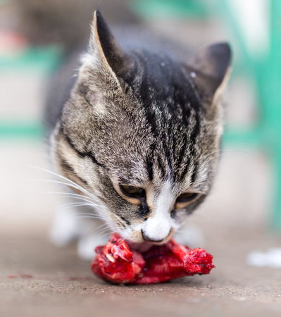 cat eats red meat in natureの写真素材