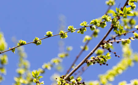young leaves on a bush in the springの写真素材