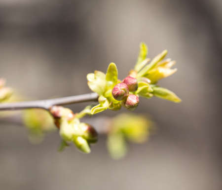 buds on a tree branch. macroの写真素材