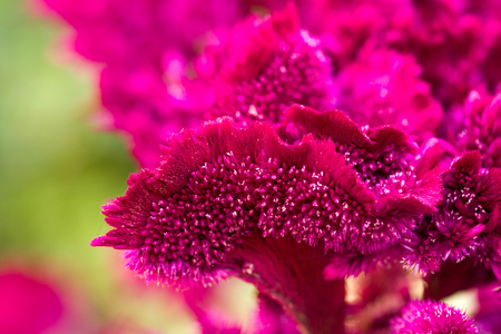red velvet flower in natureの写真素材