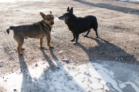 two dogs in love outdoorsの写真素材