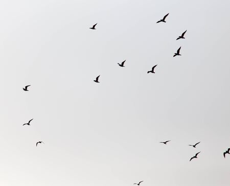 a flock of seagulls in the sky at sunsetの写真素材