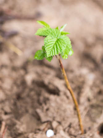 young raspberry leaves in nature