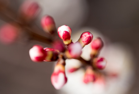 apricot flowers on a tree in natureの写真素材