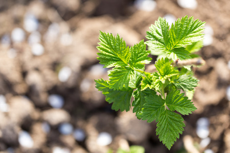 young raspberry leaves in nature