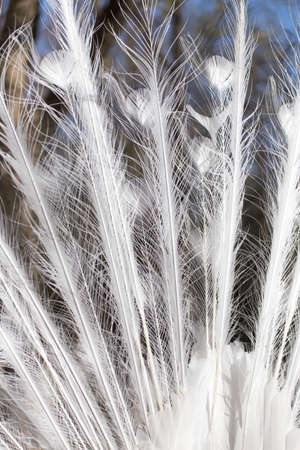 white peacock feathers as a background