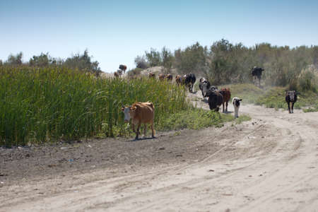cows are on a dusty roadの写真素材