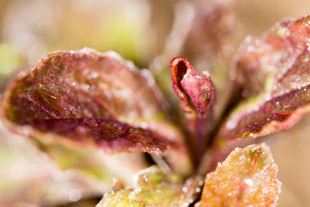 frost on a red sheet. macro