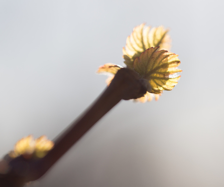 the young leaves of the grapeの写真素材
