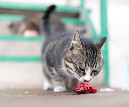 cat eats red meat in natureの写真素材