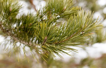 green needles on the tree in nature