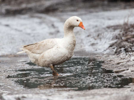 geese in the winter natureの写真素材
