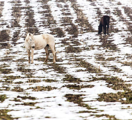 a horse in a pasture in winterの写真素材