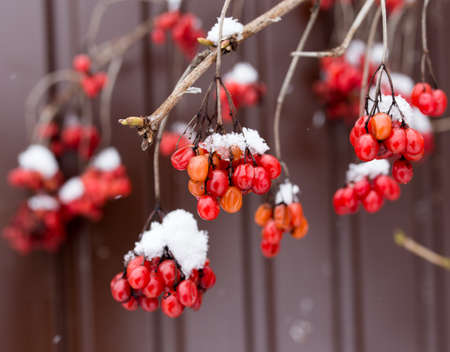 Kalina red in the snow in the winter in natureの写真素材