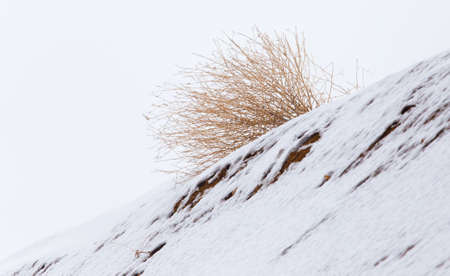 dry grass in the snow in the winterの写真素材