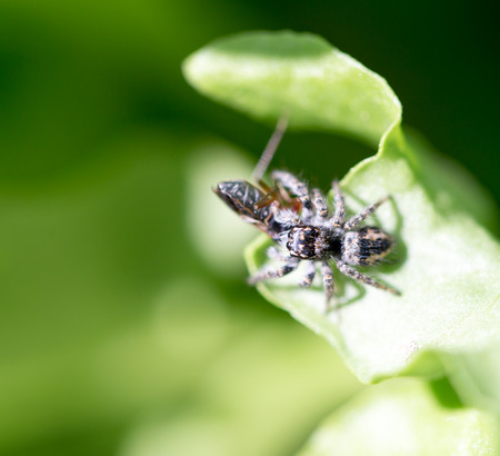 spider eating an ant. macro