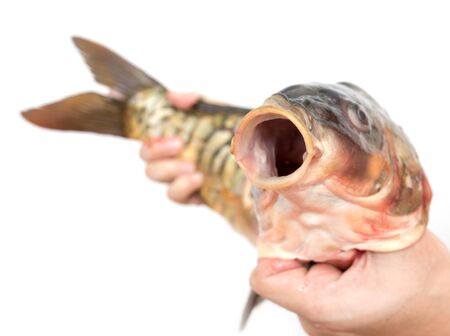 Carp in hand on a white background