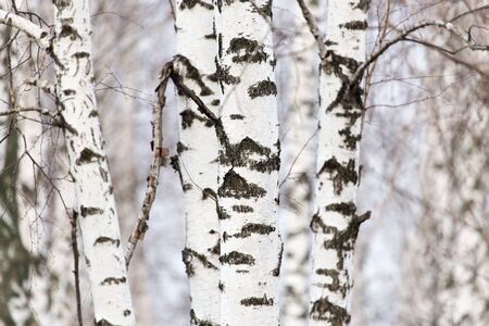 birch tree trunk in a forest in natureの写真素材