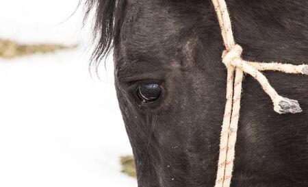 Portrait of a horse on nature in winterの写真素材