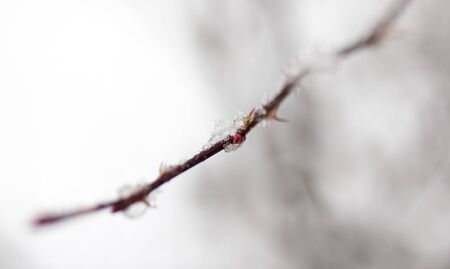 drop of water on a tree branch in the cold, close-upの写真素材