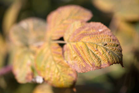 raspberry leaves in autumn outdoorsの写真素材