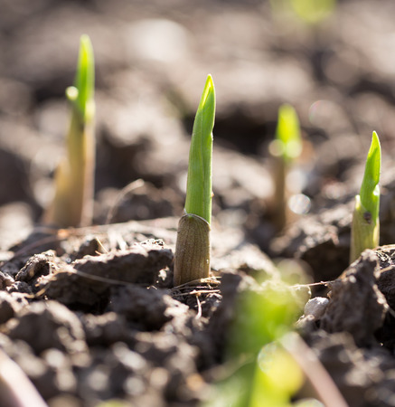 young plant in the ground outdoors. macroの写真素材